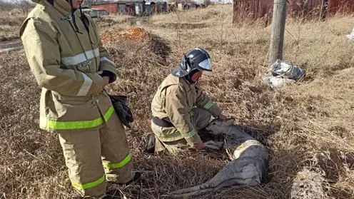 Пожарные дважды спасли косулю в Шарыпово