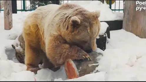 В красноярском зоопарке «Роев ручей» из-за резкого потепления проснулся медведь