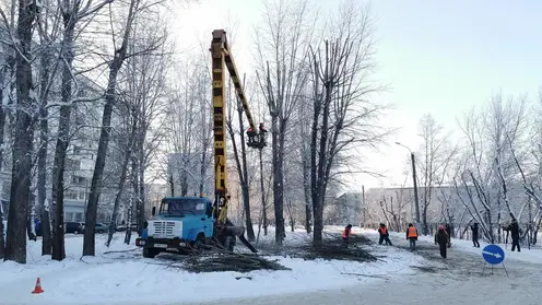 Красноярских подрядчиков предупредили о штрафах за неправильную обрезку деревьев