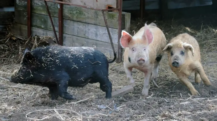В Красноярском крае ввели режим ЧС из-за вспышки африканской чумы свиней