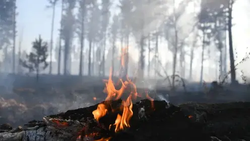 В лесах Новосибирской области установят «умные» видеокамеры, которые будут фиксировать начало пожаров
