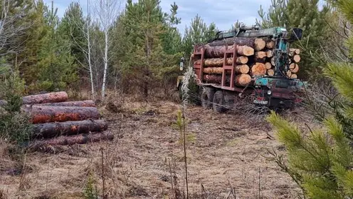 Более 1 000 рейдов по выявлению чёрных лесорубов провели в лесах Красноярского края