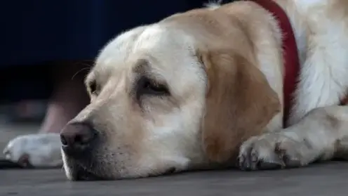 В Приангарье чипировали более 5 тыс. домашних собак