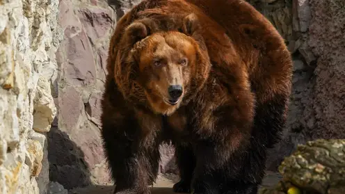 В Красноярском крае жители посёлка Раздолинск заметили медведя рядом со своими домами