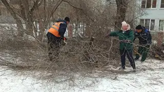 В Красноярске на 20 улицах Железнодорожного района провели обрезку деревьев