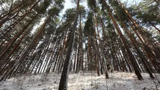В Красноярском крае иностранец нелегально вывез лесоматериалы на 260 млн рублей